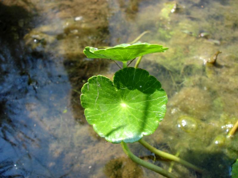 Marsh Pennywort Outdoor Alabama